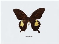 藏品(大白紋鳳蝶)的圖片